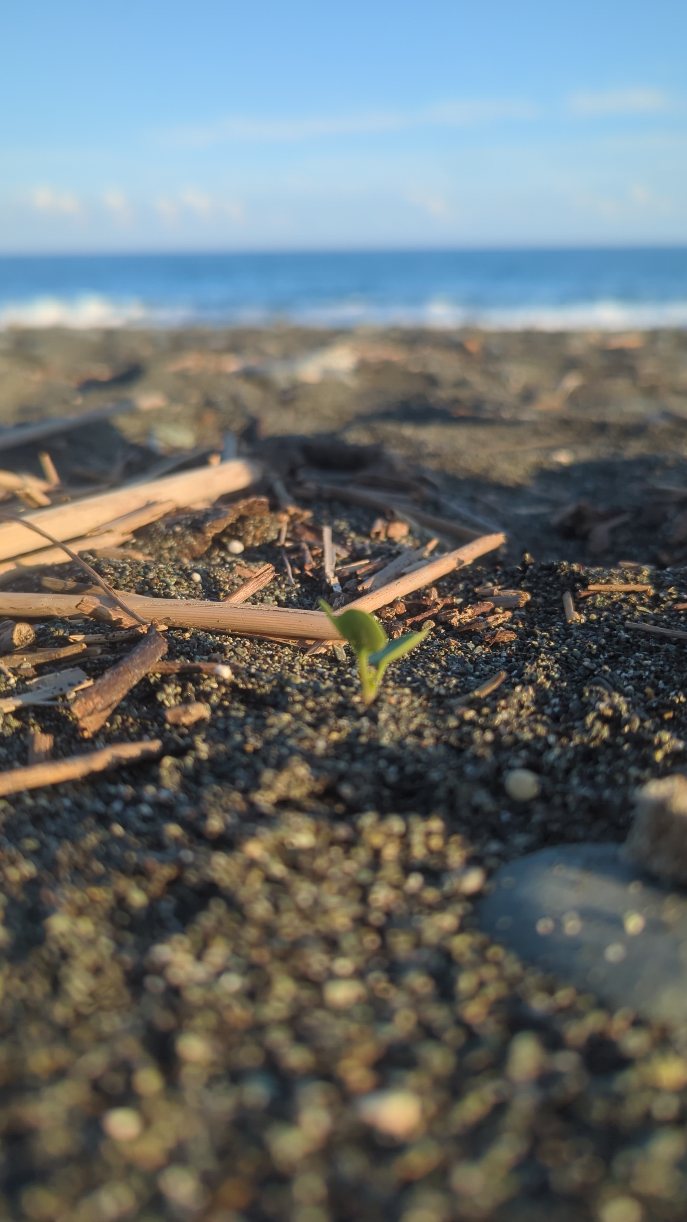 A Day in Odawara: Castles, Ninjas, and Splashing Waves!
